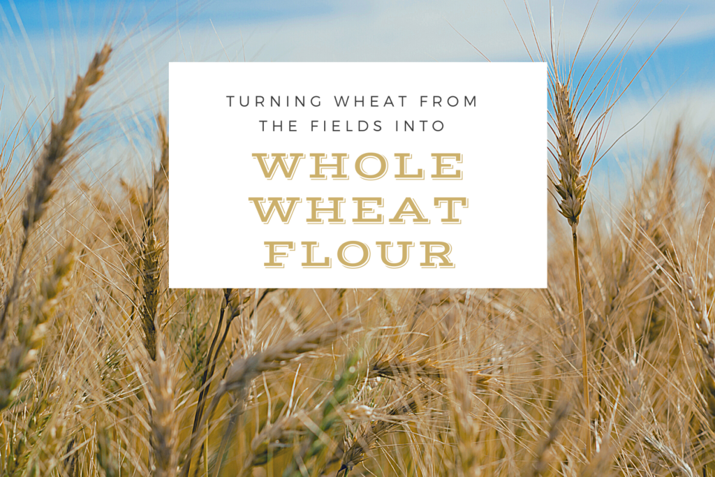 Taking wheat in the fields to whole wheat flour making homemade pizza dough