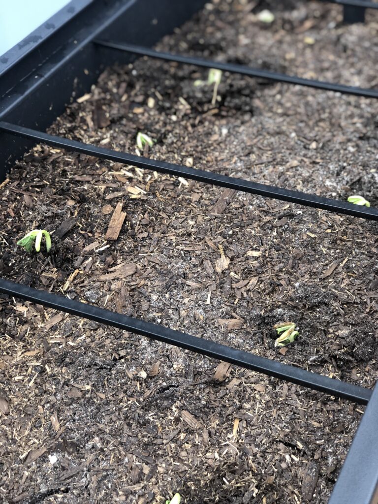 container gardening, vegetable patio gardening