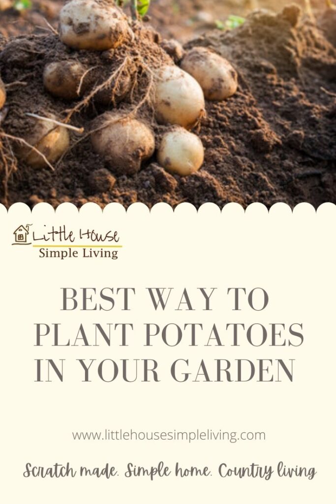 How to plant potatoes 