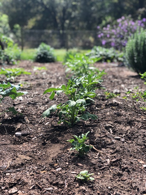 how to plant potatoes