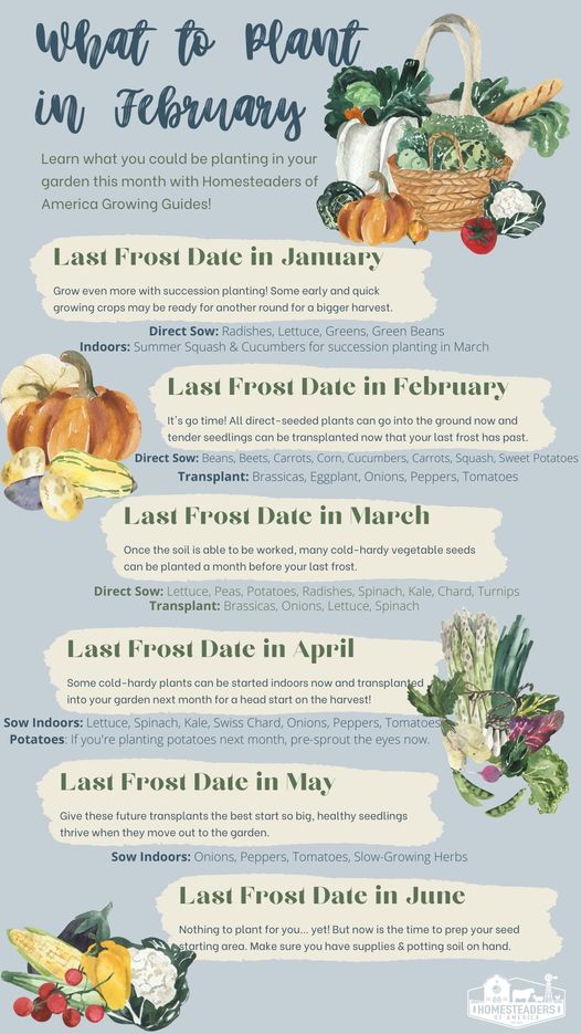 what to plant in february