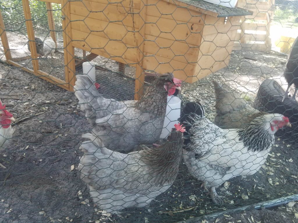 chickens in the coop