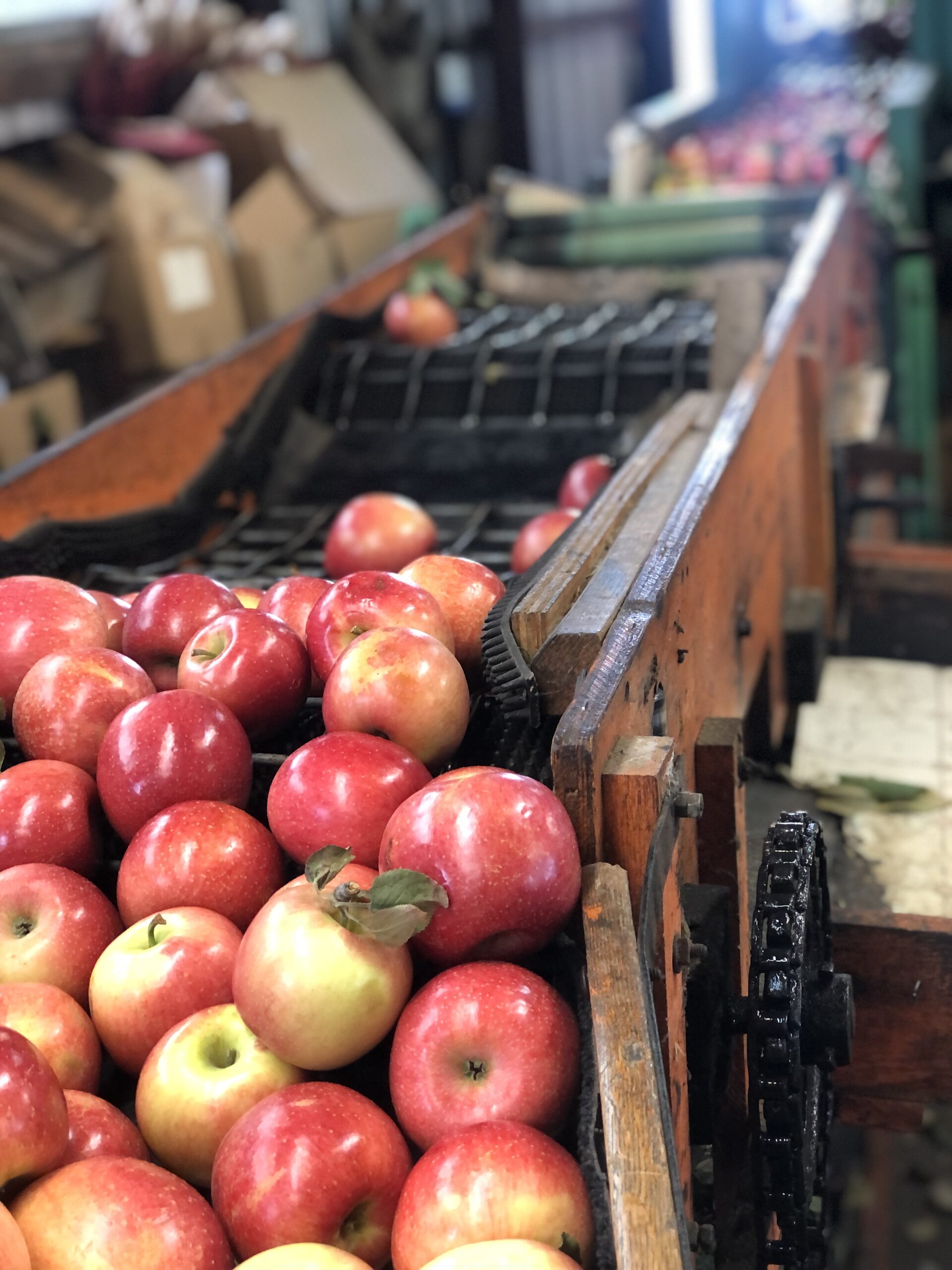 Dehydrated Apples Recipe