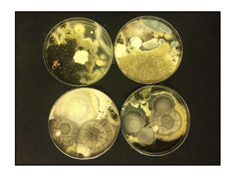 Mold gravity testing plates