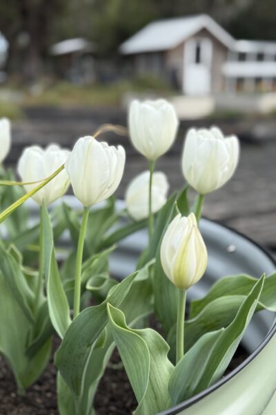 Grow and care for tulips