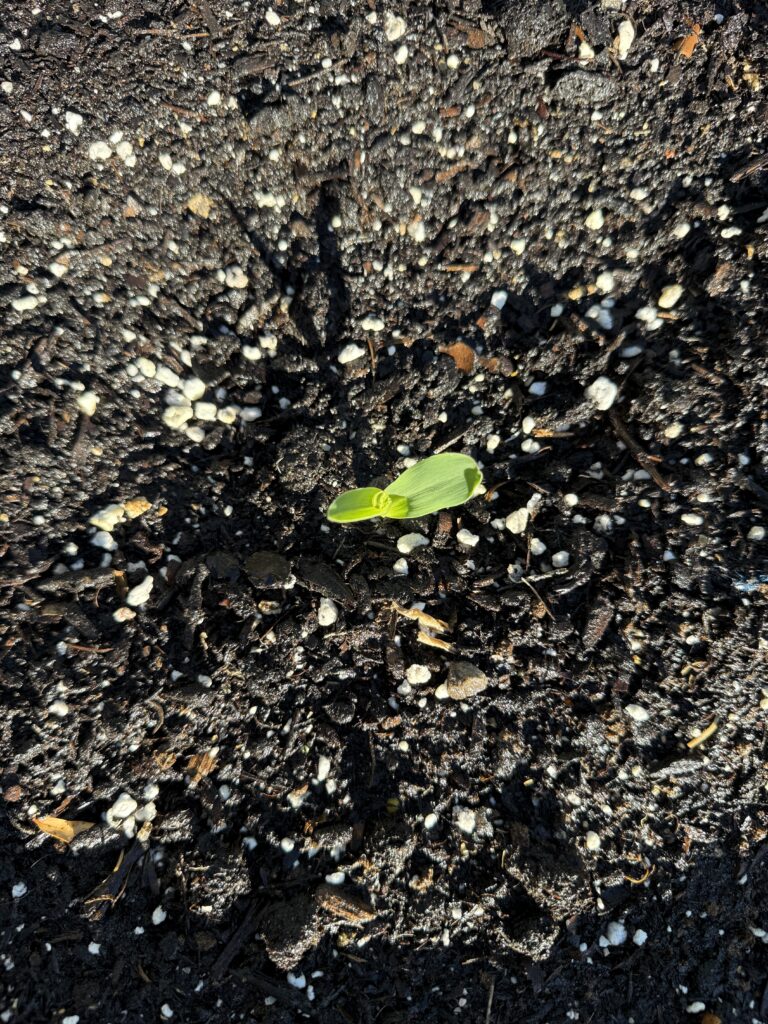 No weeds in the garden