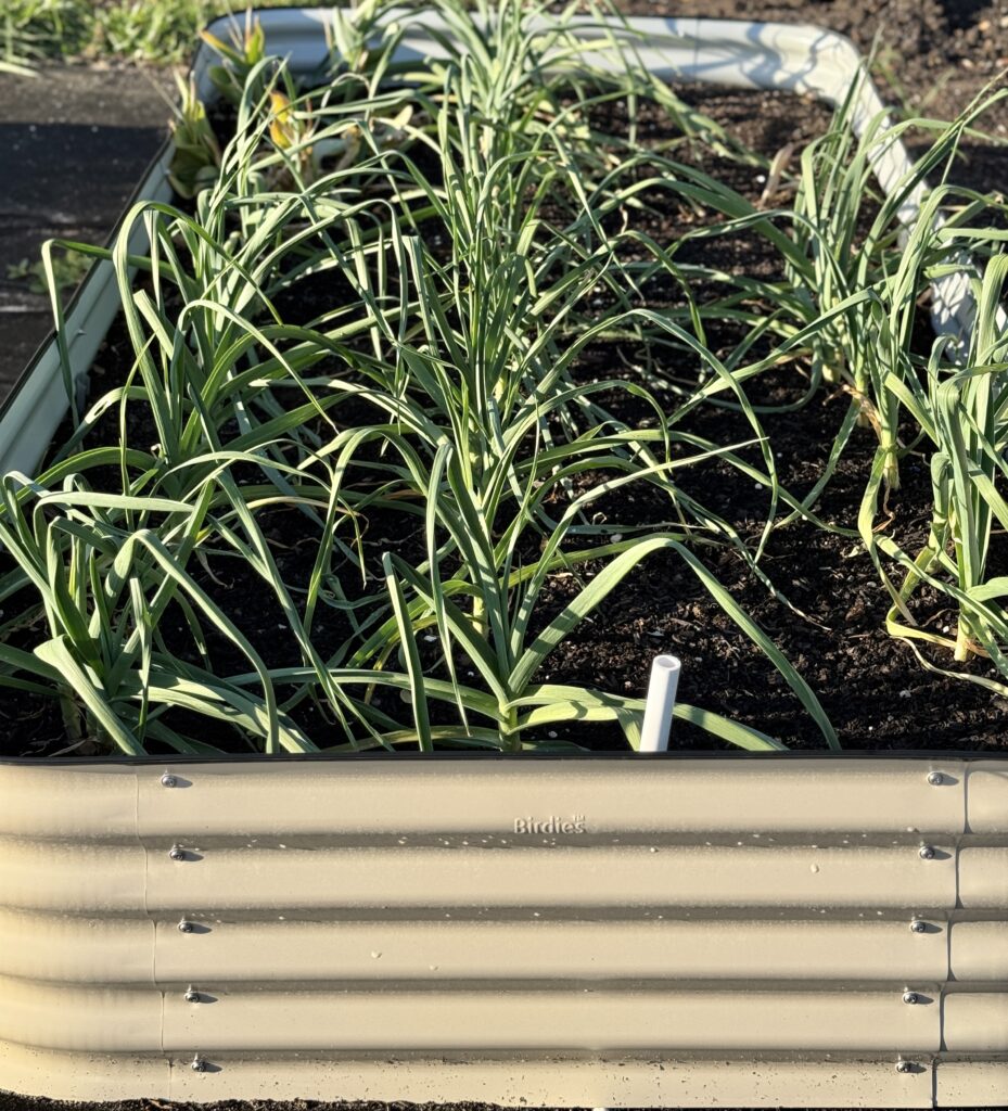 No weeds in the garden