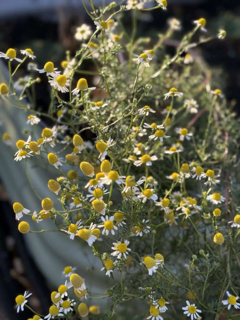 Chamomile