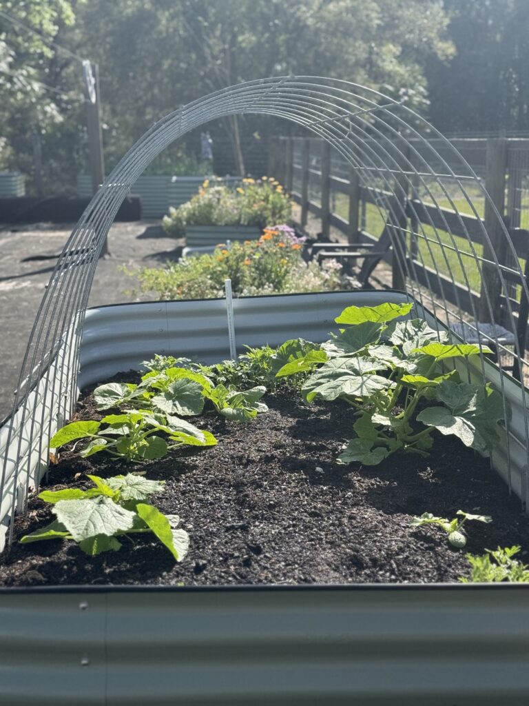 No weeds in the garden
