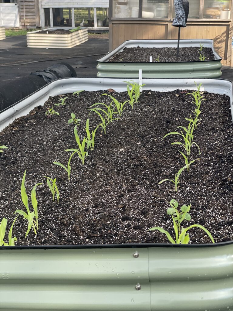 Keep weeds out of the garden