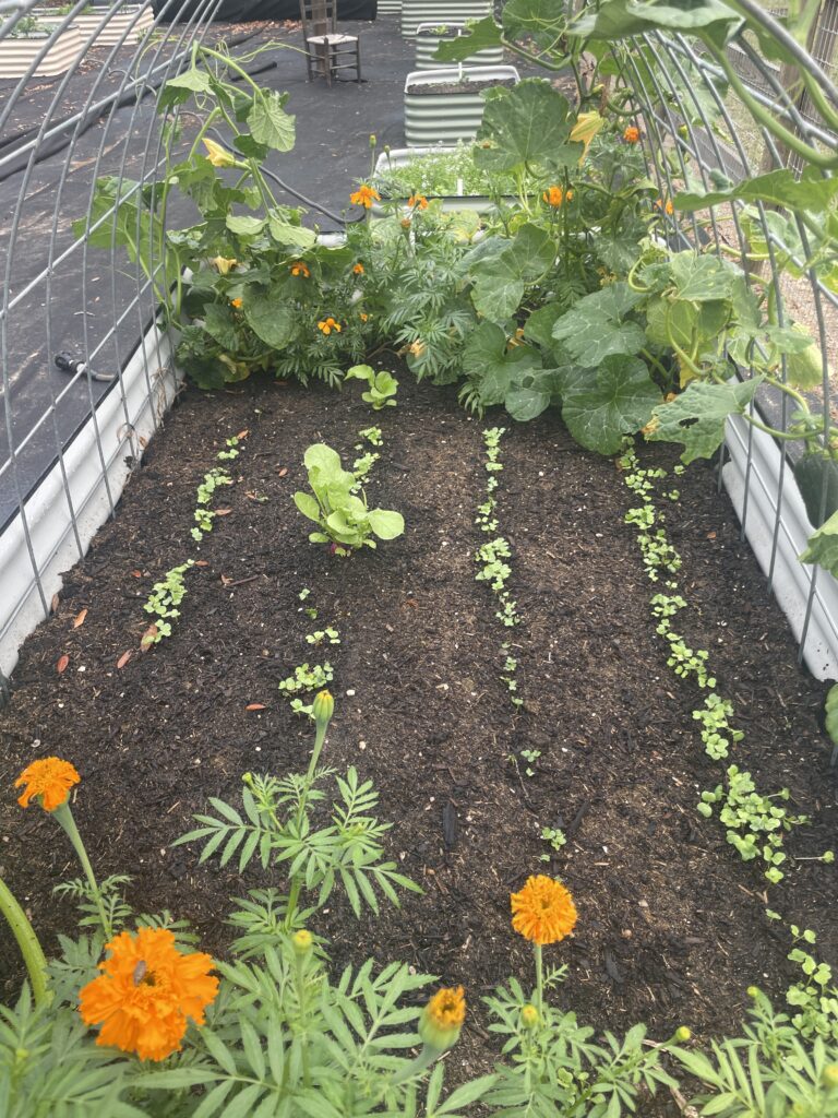 No weeds in the garden