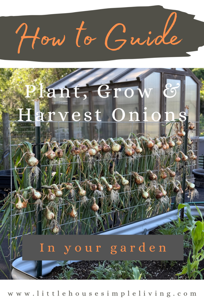 How to plant grow and harvest onions