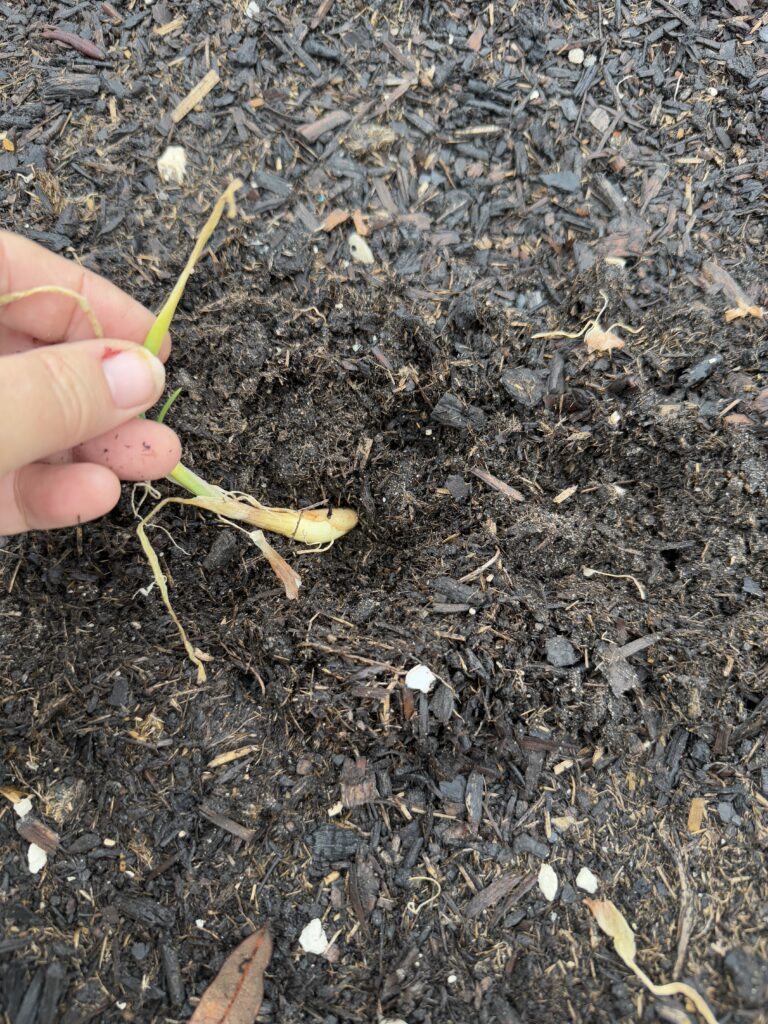How to plant, grow and harvest onions