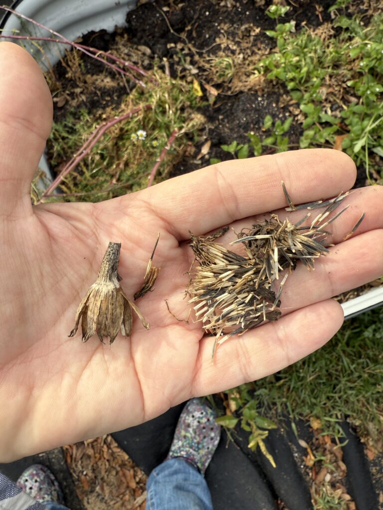 Deadheading harvesting marigold seeds