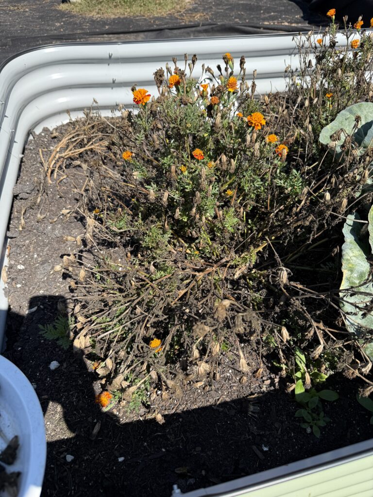 Deadheading harvesting marigold seeds