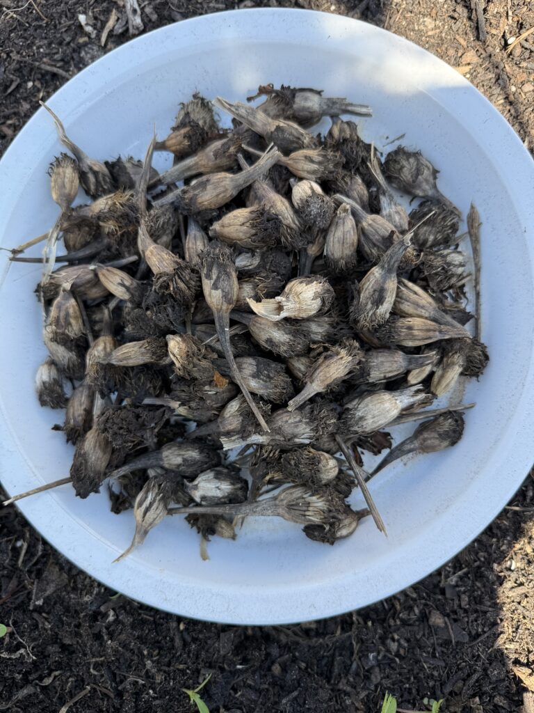 Deadheading harvesting marigold seeds