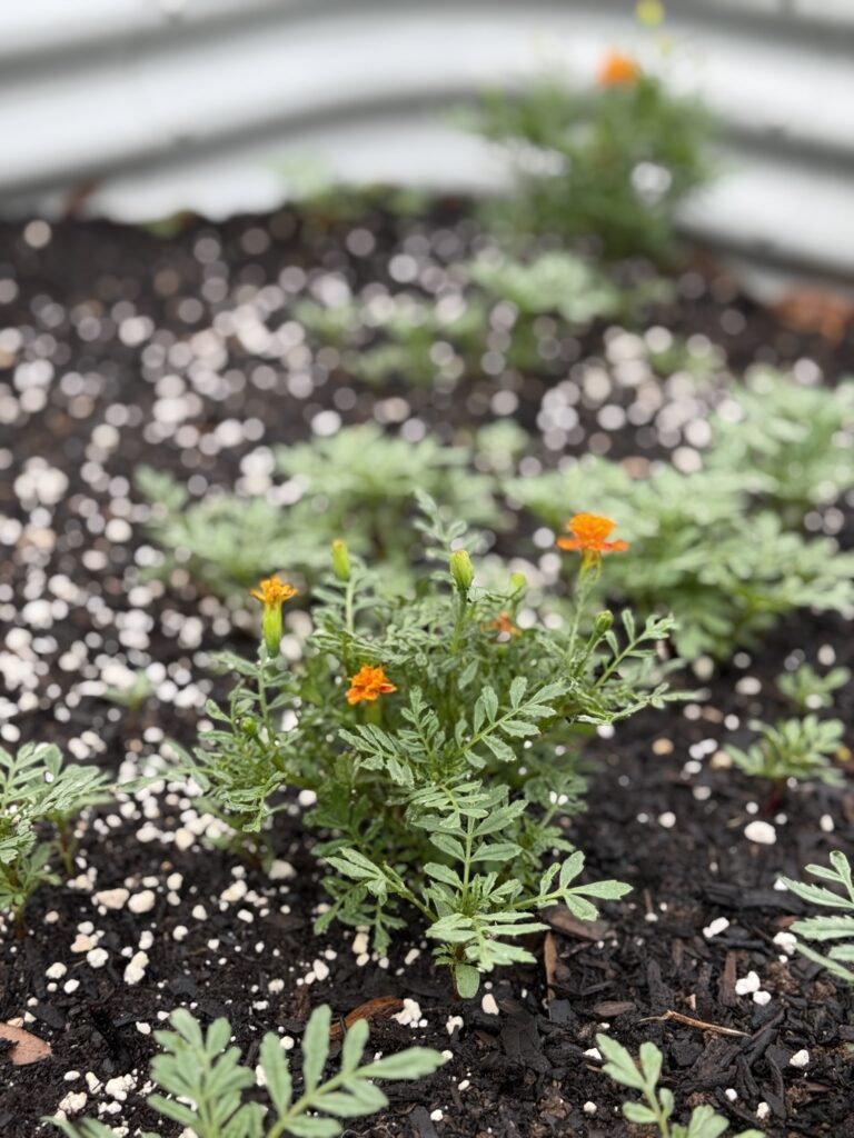 Reasons to plant Marigolds in your vegetable garden