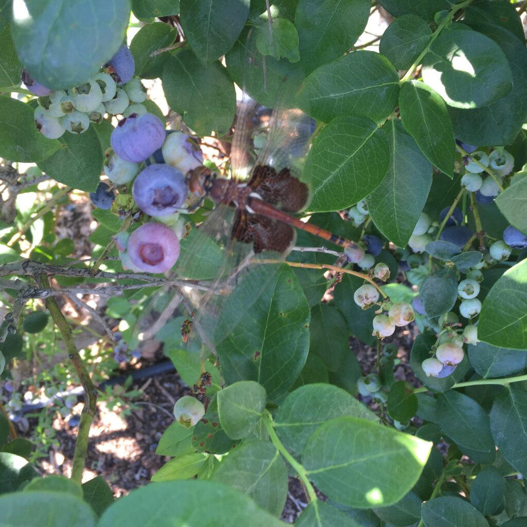 Blueberries