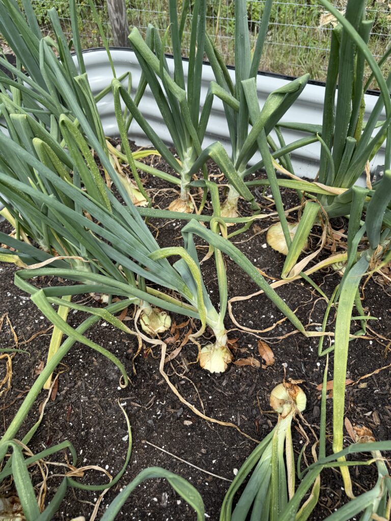 How to plant, grow and harvest onions