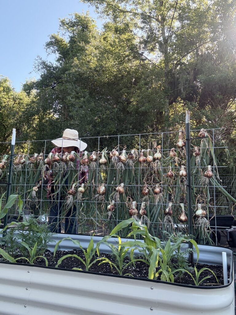 How to plant, grow and harvest onions