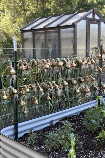 How to plant, grow and harvest onions
