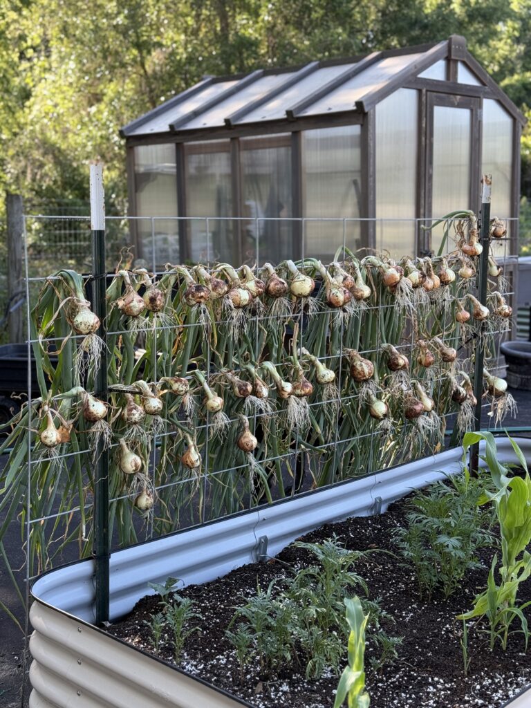 How to plant, grow and harvest onions