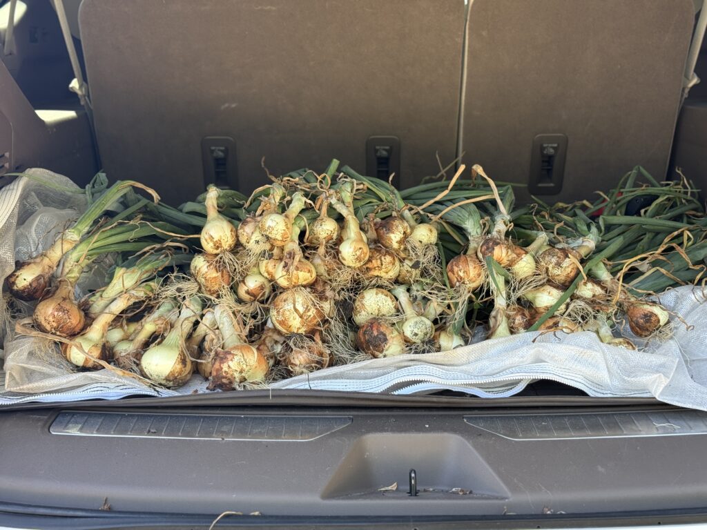 How to plant, grow and harvest onions