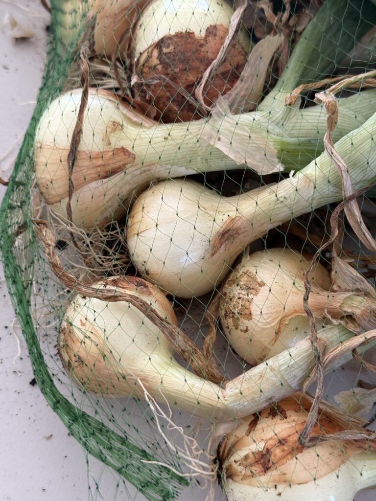 How to plant, grow and harvest onions