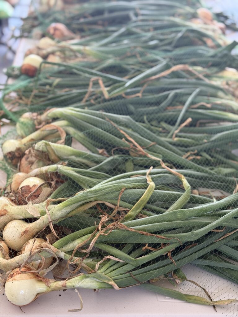 How to plant, grow and harvest onions