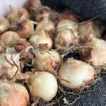 How to plant, grow and harvest onions