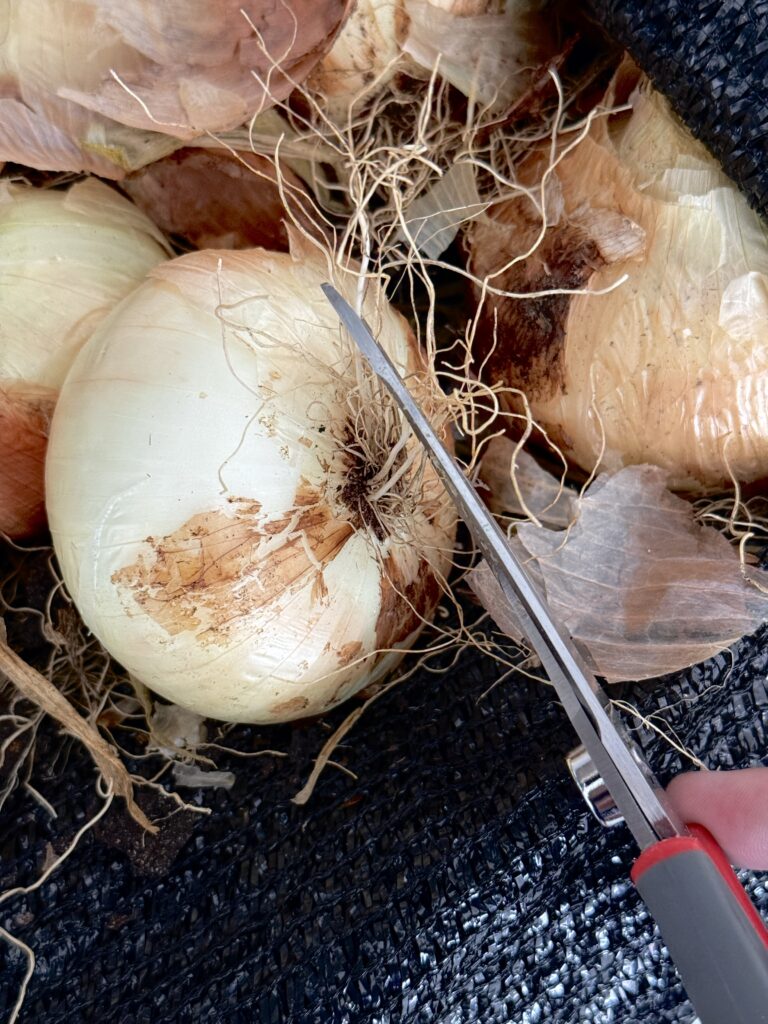 Storing onions
