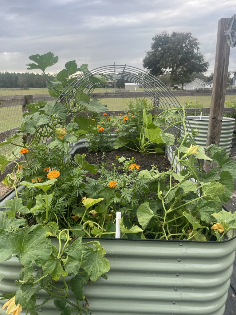 Reasons to plant marigolds in your vegetable garden
