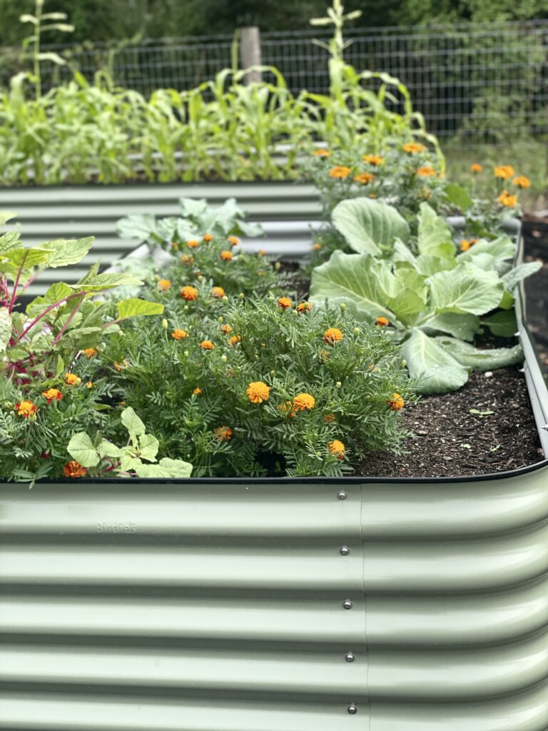 Reasons to plant marigolds in your vegetable garden