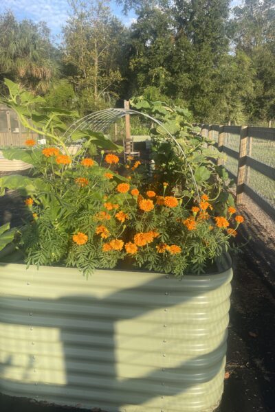Reasons to plant marigolds in your vegetable garden