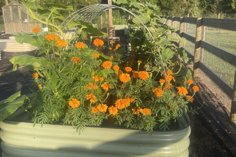 Reasons to plant marigolds in your vegetable garden