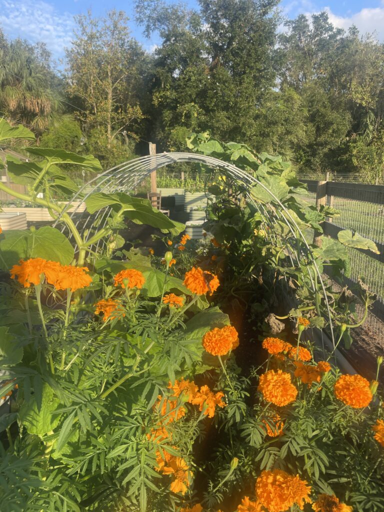 Reasons to plant marigolds in your vegetable garden