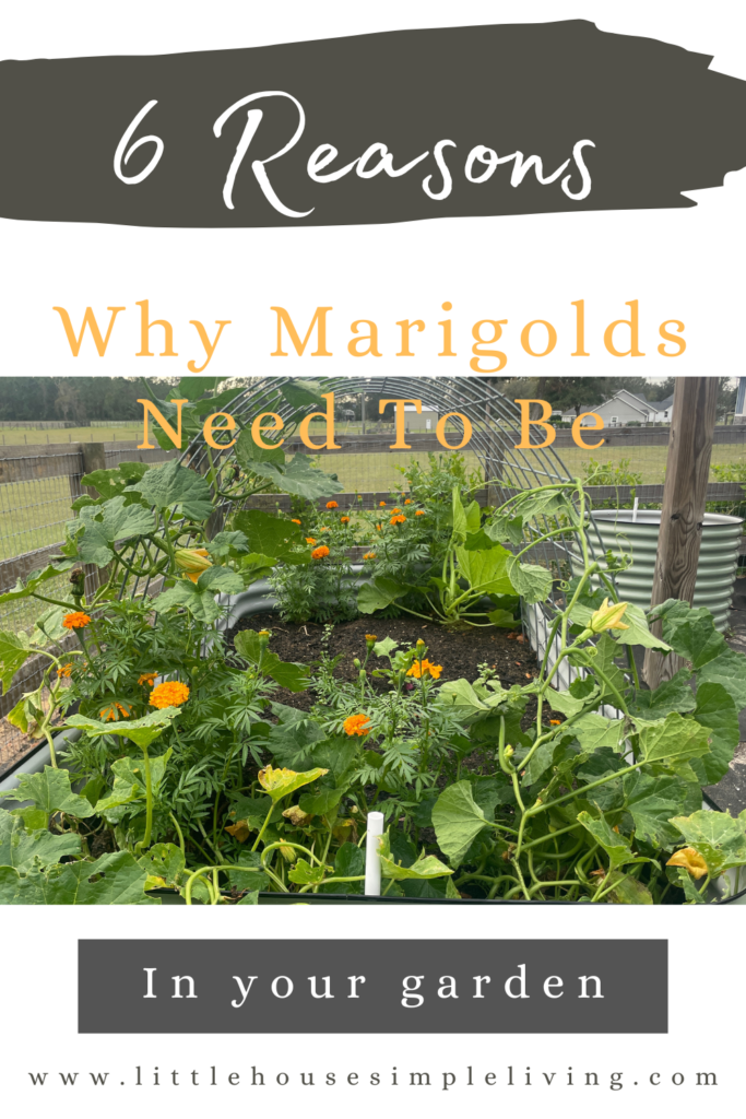6 reasons why marigolds should be in your garden