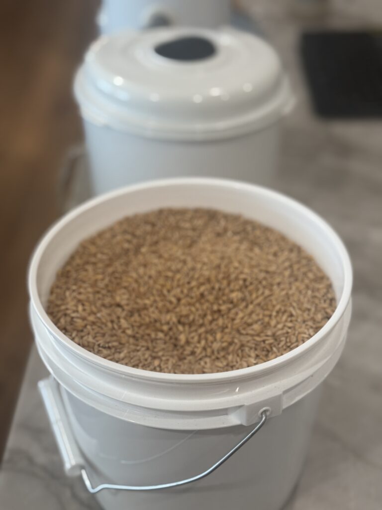 Whole wheat grains