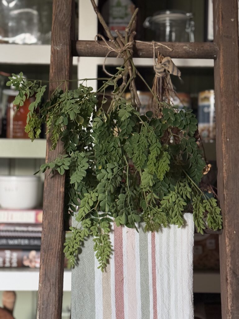Moringa Drying