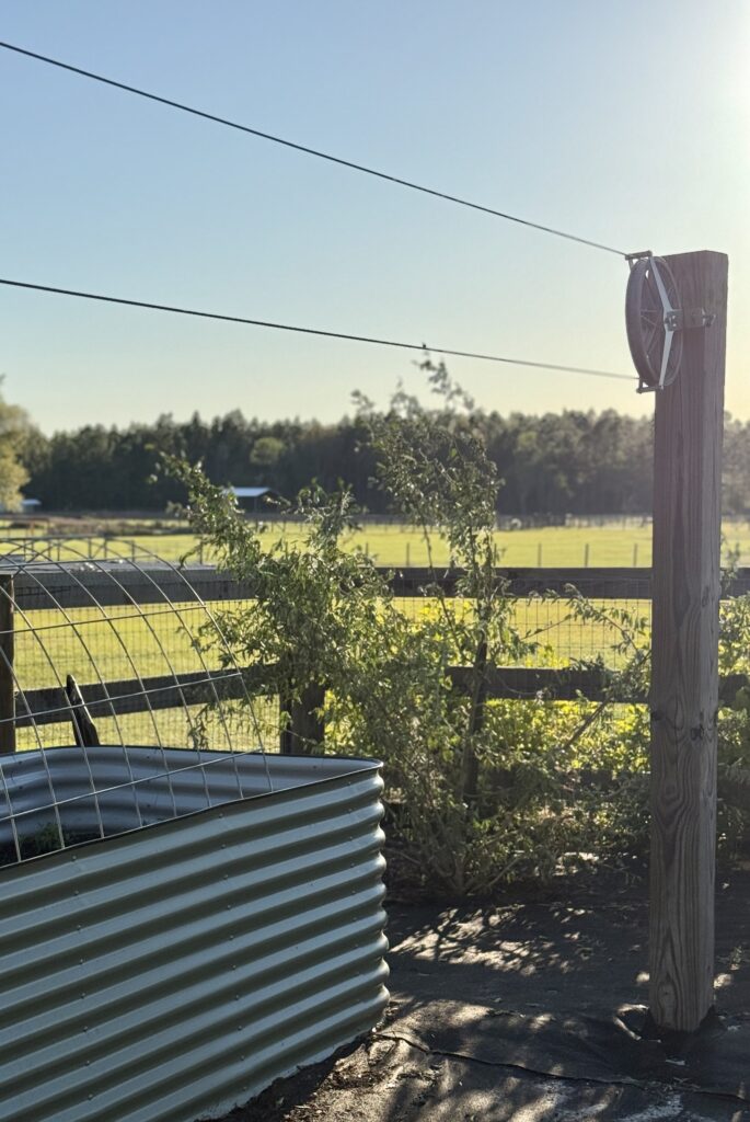 Pruning and transplanting trees