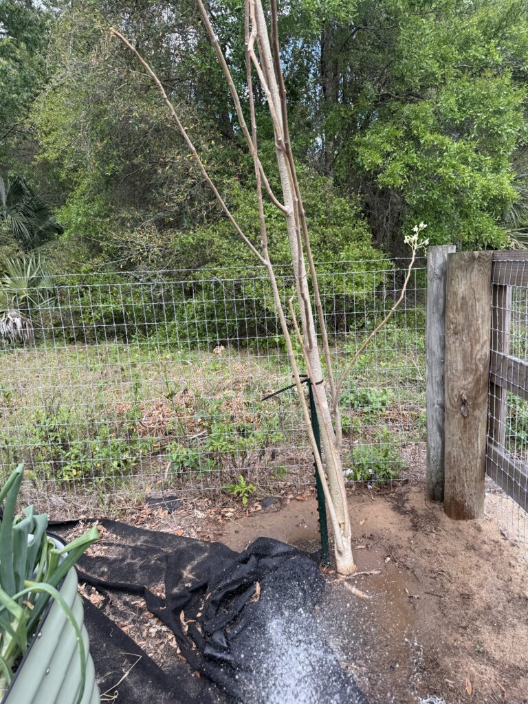 Moringa tree transplanted