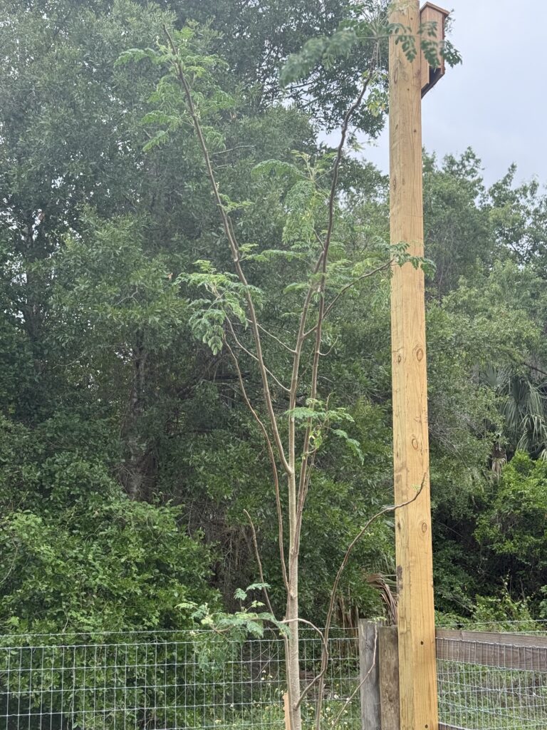 Moringa tree