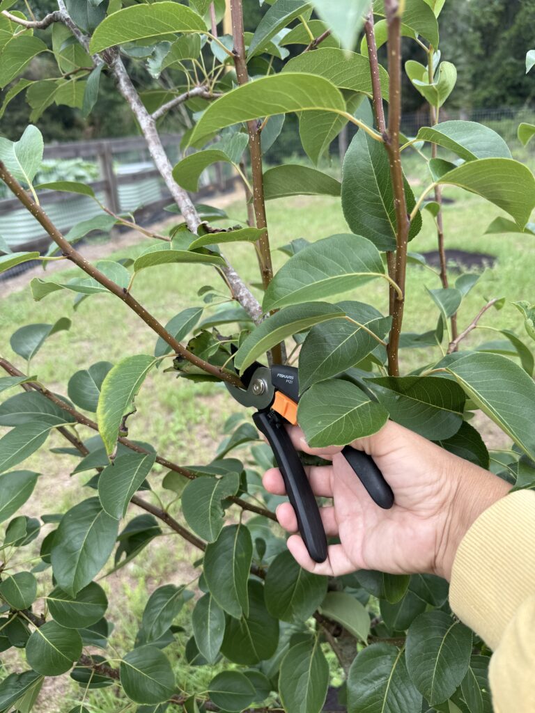 Pruning and transplanting trees