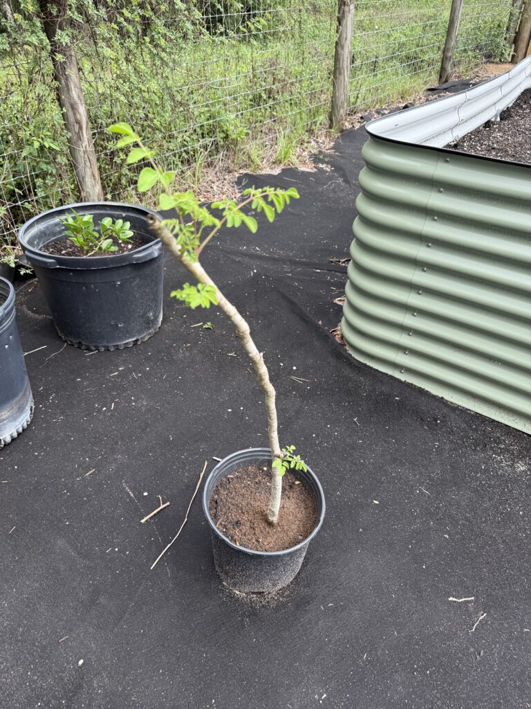 Pruning aend transplanting trees