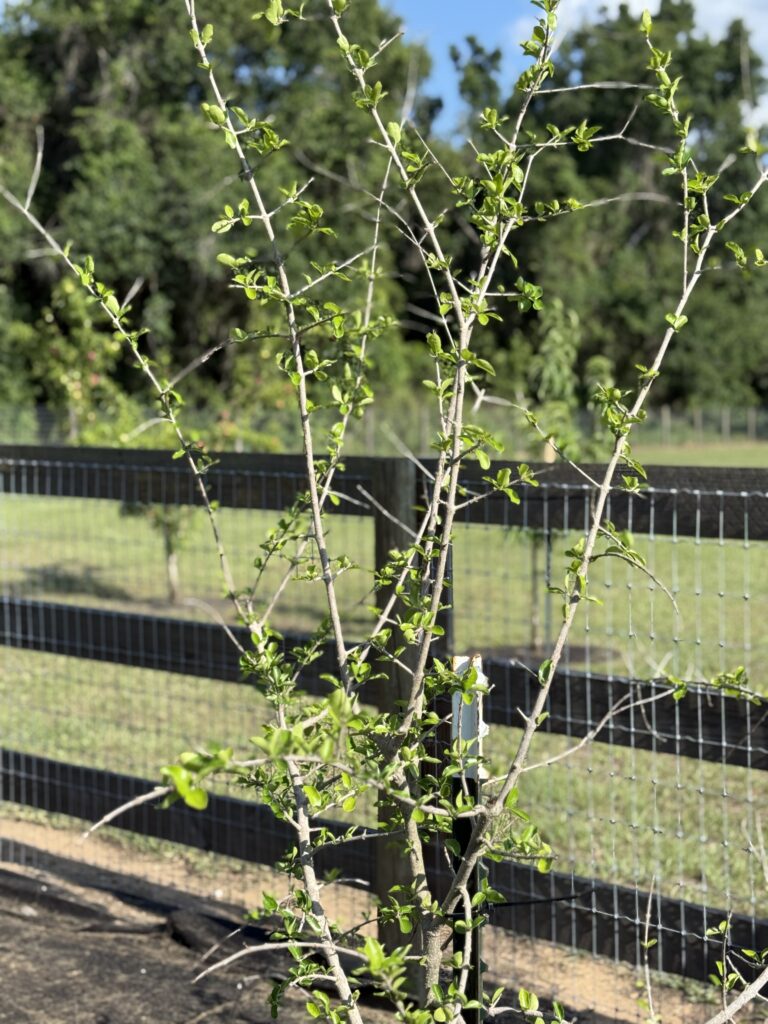Pruning aend transplanting trees