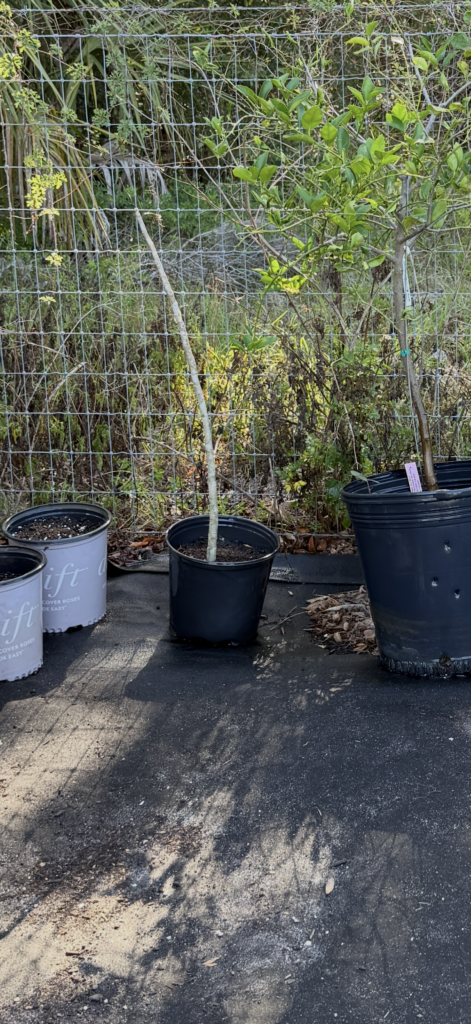 Pruned Moringa tree