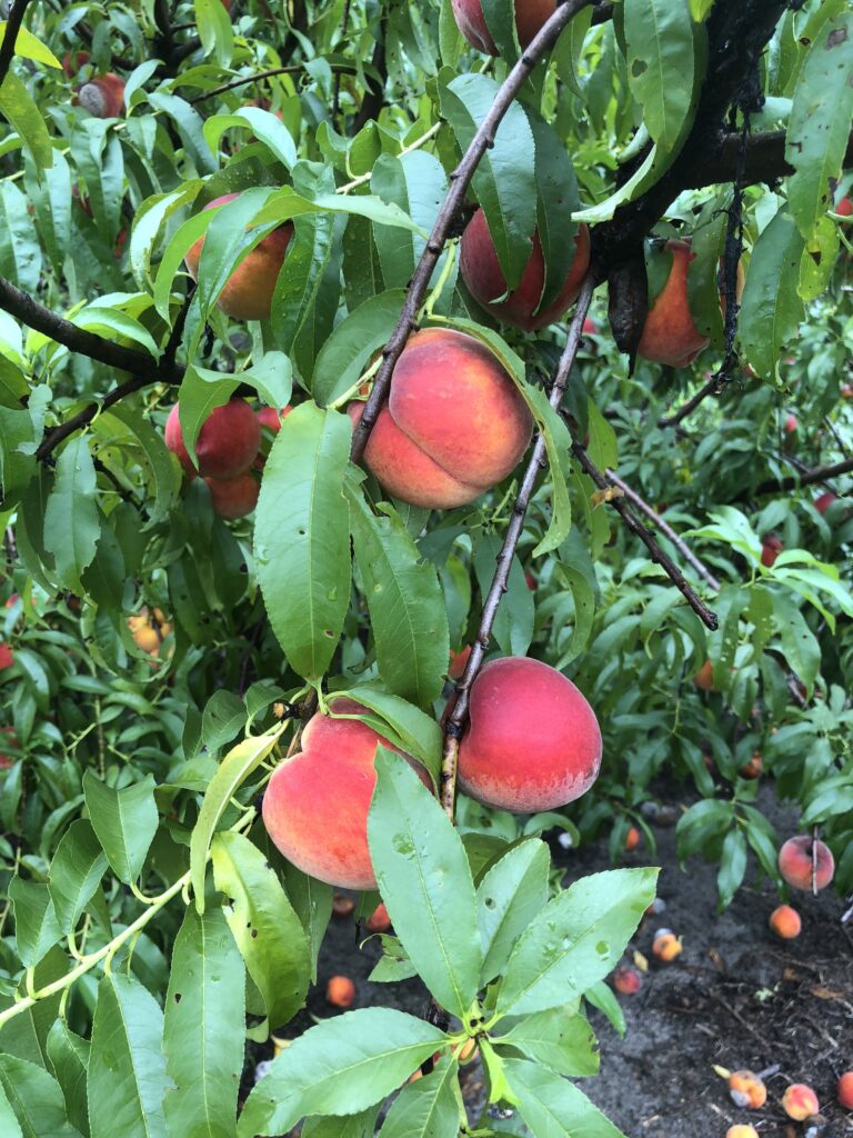 Farm picked peaches