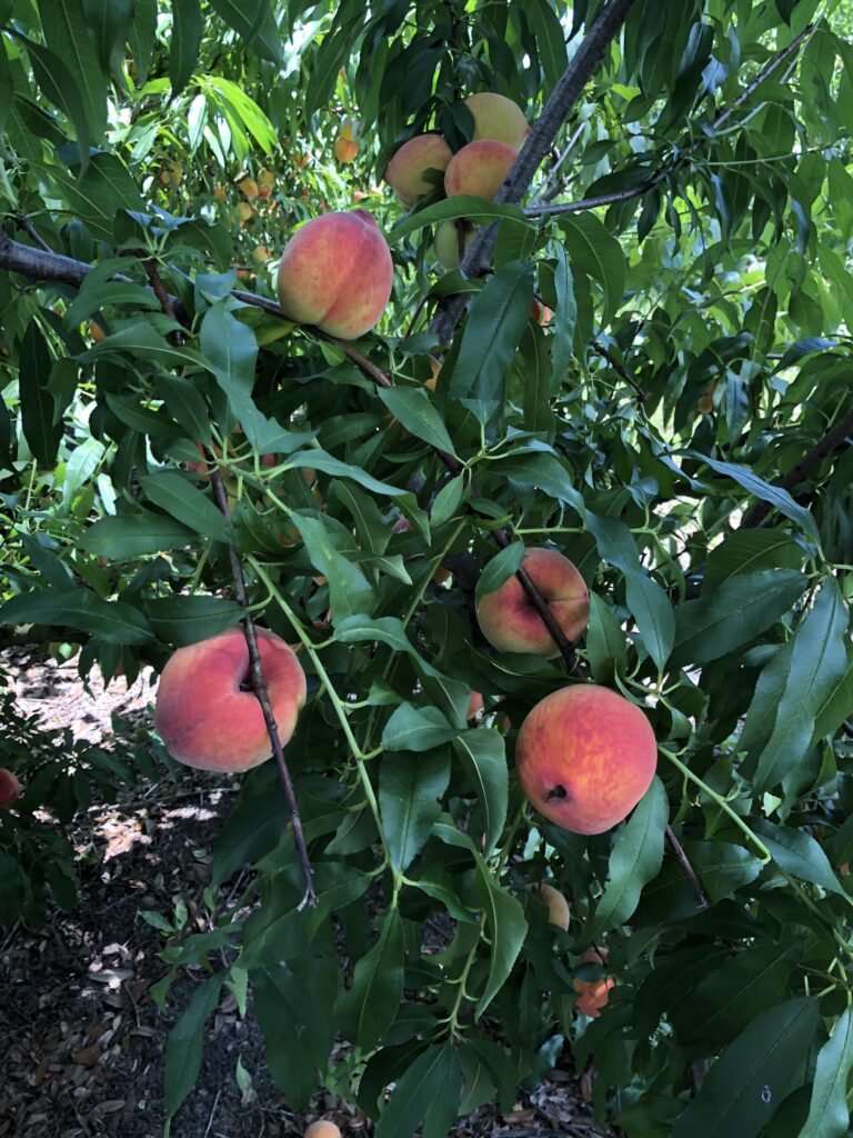 Farm picked peaches