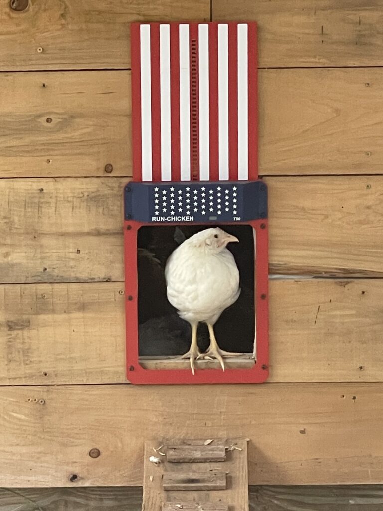 Chicken coop door gift giving guide