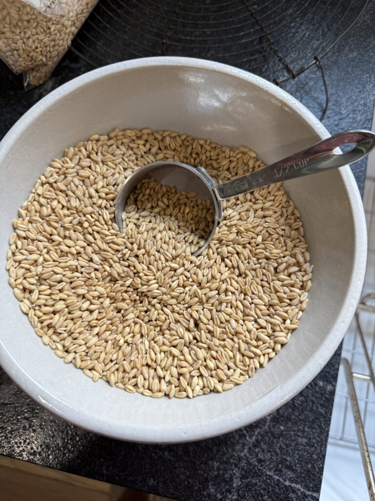 Organic wheat berries